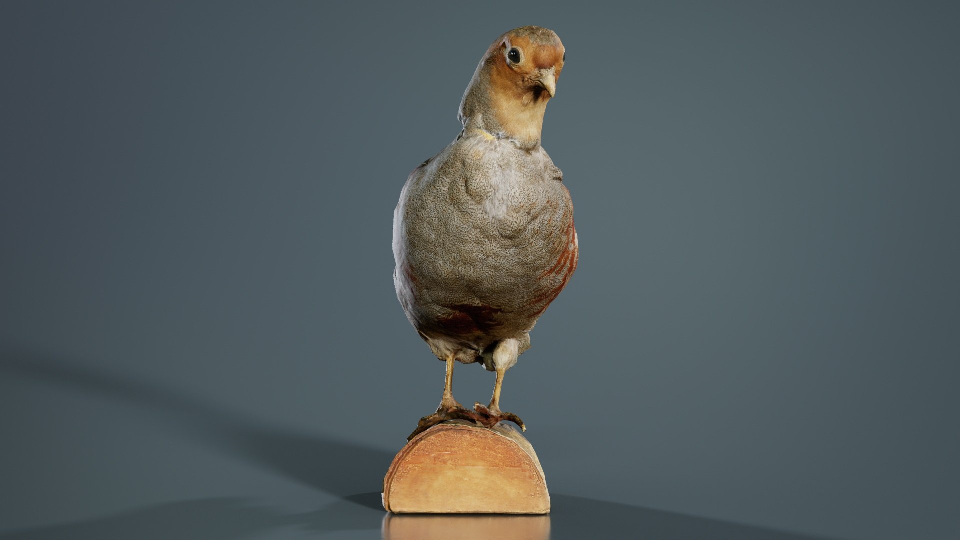 3D Partridge Galliform Perdicinae Phasianidae Remastered https://p.turbosquid.com/ts-thumb/9X/iEHLCf/Kw/partridge_galliform_perdicinae_phasianidae_05/jpg/1740067852/1920x1080/fit_q87/788fe503e41dc0db339c647da6014d2c46e34bf6/partridge_galliform_perdicinae_phasianidae_05.jpg