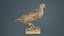 Partridge Galliform Perdicinae Phasianidae Remastered