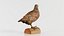 Partridge Galliform Perdicinae Phasianidae Remastered