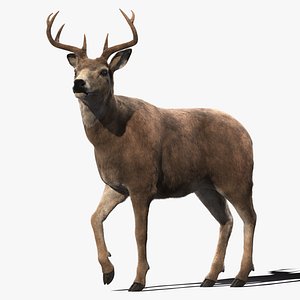 3D deer rigging animation fur hair model