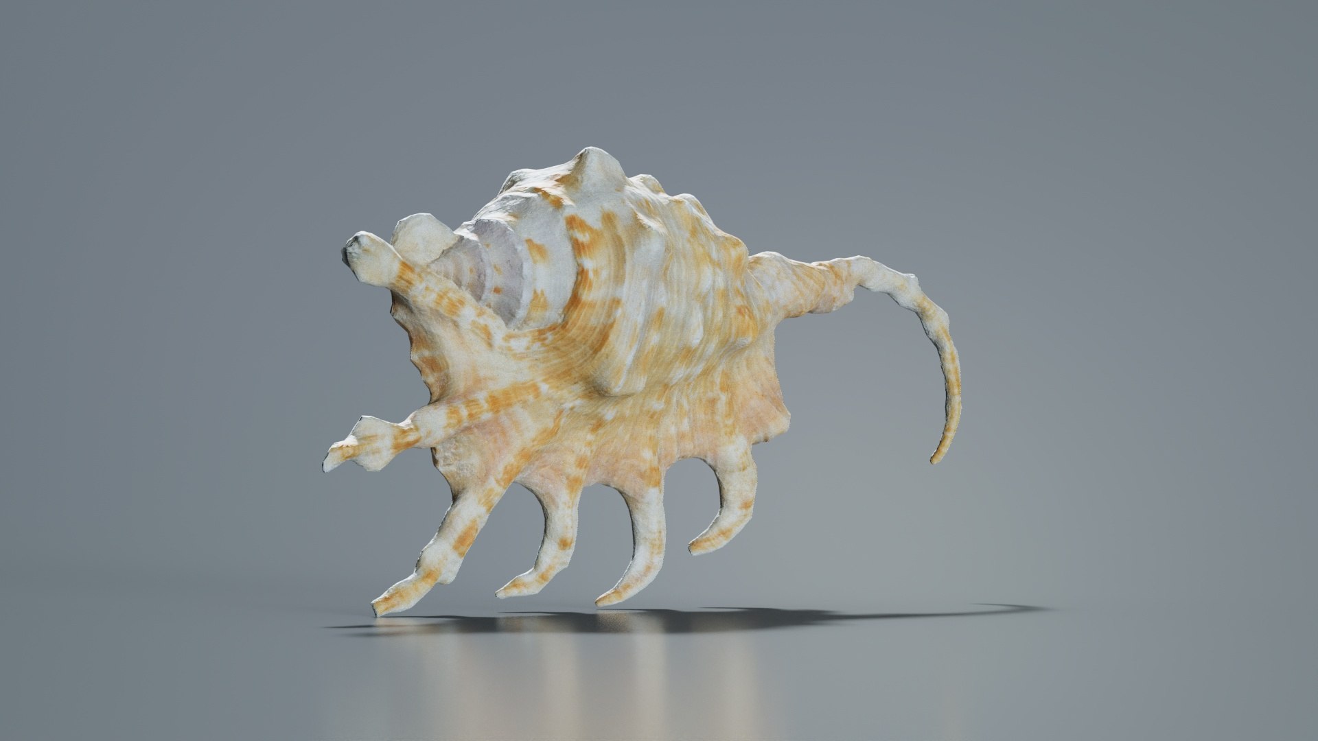 3D Strombidae Lambis Scorpius Indomaris Seashell Remastered https://p.turbosquid.com/ts-thumb/9Y/1dZvoD/9V/strombidae_lambis_scorpius_indomaris_seashell_07/jpg/1740091281/1920x1080/fit_q87/7b92abe8238b5b5166305f5b51dd5846514d6eff/strombidae_lambis_scorpius_indomaris_seashell_07.jpg