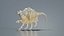 Strombidae Lambis Scorpius Indomaris Seashell Remastered