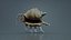 Strombidae Lambis Scorpius Indomaris Seashell Remastered