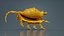 Strombidae Lambis Scorpius Indomaris Seashell Remastered