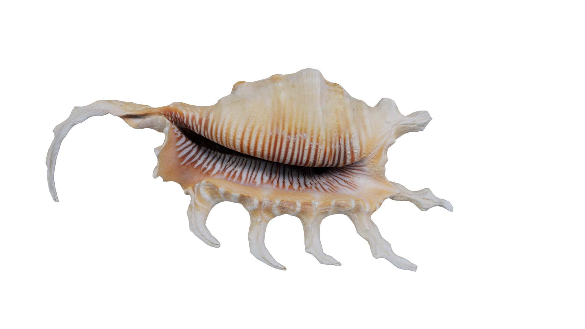 3D Strombidae Lambis Scorpius Indomaris Seashell Remastered https://p.turbosquid.com/ts-thumb/9Y/1dZvoD/Gd/strombidae_lambis_scorpius_indomaris_seashell_00/jpg/1740091262/1920x1080/fit_q87/b9bae651c7f30c0a0b680c46a9cef1a0f682e406/strombidae_lambis_scorpius_indomaris_seashell_00.jpg