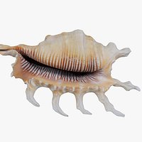 Strombidae Lambis Scorpius Indomaris Seashell Remastered