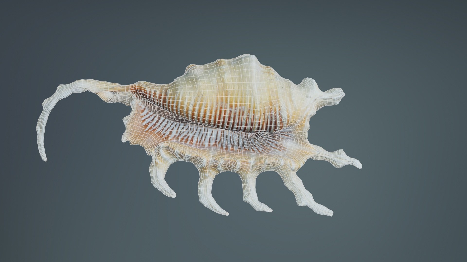 3D Strombidae Lambis Scorpius Indomaris Seashell Remastered https://p.turbosquid.com/ts-thumb/9Y/1dZvoD/IU/strombidae_lambis_scorpius_indomaris_seashell_09/jpg/1740091287/1920x1080/fit_q87/ece4988831be558afe80e7b350c82d532b264464/strombidae_lambis_scorpius_indomaris_seashell_09.jpg