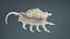Strombidae Lambis Scorpius Indomaris Seashell Remastered