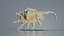 Strombidae Lambis Scorpius Indomaris Seashell Remastered
