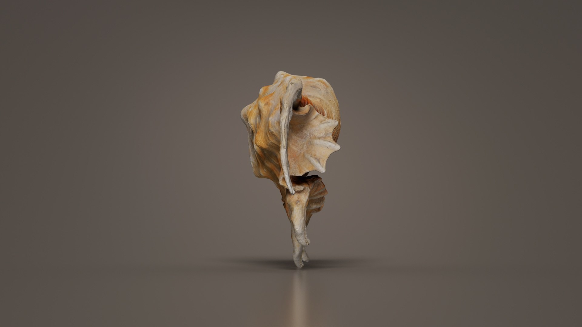 3D Strombidae Lambis Scorpius Indomaris Seashell Remastered https://p.turbosquid.com/ts-thumb/9Y/1dZvoD/R6/strombidae_lambis_scorpius_indomaris_seashell_01/jpg/1740091265/1920x1080/fit_q87/91ab283d1108dce433fa70a070ca37e70b89b9f3/strombidae_lambis_scorpius_indomaris_seashell_01.jpg