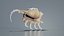 Strombidae Lambis Scorpius Indomaris Seashell Remastered