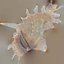Strombidae Lambis Scorpius Indomaris Seashell Remastered