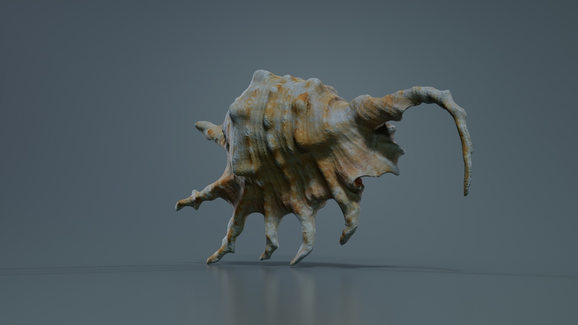 3D Strombidae Lambis Scorpius Indomaris Seashell Remastered https://p.turbosquid.com/ts-thumb/9Y/1dZvoD/li/strombidae_lambis_scorpius_indomaris_seashell_06/jpg/1740091278/1920x1080/fit_q87/65c983fba73589f77ba68703636495ed959d735c/strombidae_lambis_scorpius_indomaris_seashell_06.jpg