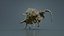 Strombidae Lambis Scorpius Indomaris Seashell Remastered