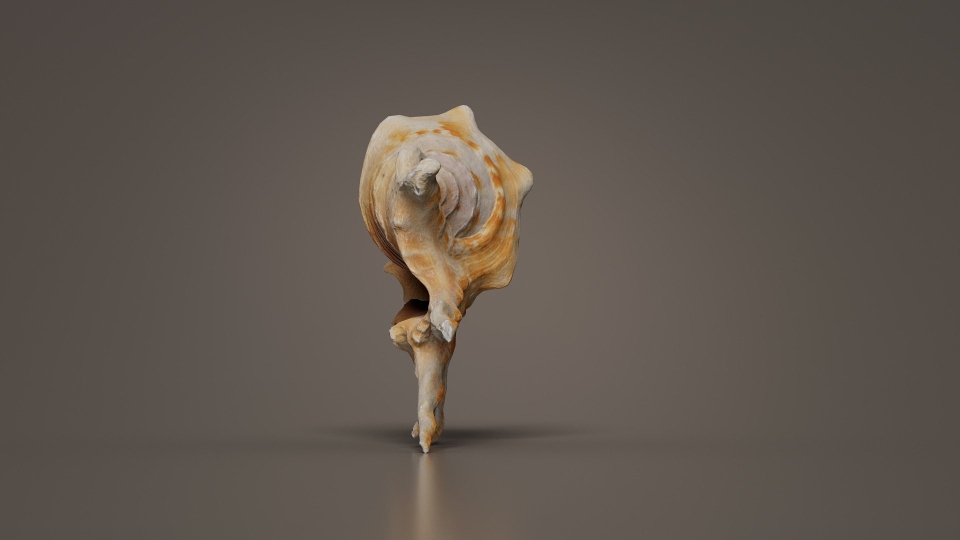 3D Strombidae Lambis Scorpius Indomaris Seashell Remastered https://p.turbosquid.com/ts-thumb/9Y/1dZvoD/m1/strombidae_lambis_scorpius_indomaris_seashell_02/jpg/1740091268/1920x1080/fit_q87/2f9aa5157d02aaa6d886a660af5d3410221ea682/strombidae_lambis_scorpius_indomaris_seashell_02.jpg