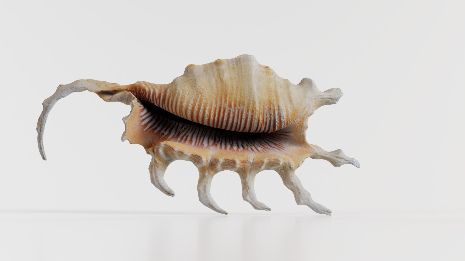 3D Strombidae Lambis Scorpius Indomaris Seashell Remastered https://p.turbosquid.com/ts-thumb/9Y/1dZvoD/vV/strombidae_lambis_scorpius_indomaris_seashell_08/jpg/1740091284/1920x1080/fit_q87/b7cd3043c93185f420b7c62c5f5020c74561a82e/strombidae_lambis_scorpius_indomaris_seashell_08.jpg