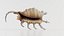 Strombidae Lambis Scorpius Indomaris Seashell Remastered
