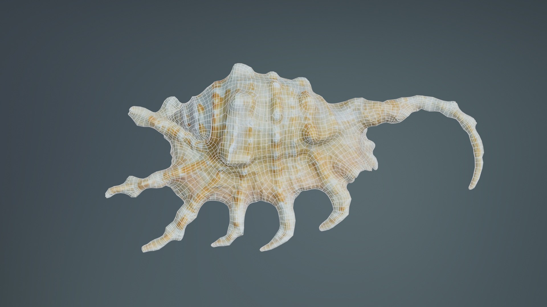 3D Strombidae Lambis Scorpius Indomaris Seashell Remastered https://p.turbosquid.com/ts-thumb/9Y/1dZvoD/wk/strombidae_lambis_scorpius_indomaris_seashell_10/jpg/1740091289/1920x1080/fit_q87/25a25fe187d1c67ea0c4e64098c861b898296282/strombidae_lambis_scorpius_indomaris_seashell_10.jpg