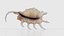 Strombidae Lambis Scorpius Indomaris Seashell Remastered