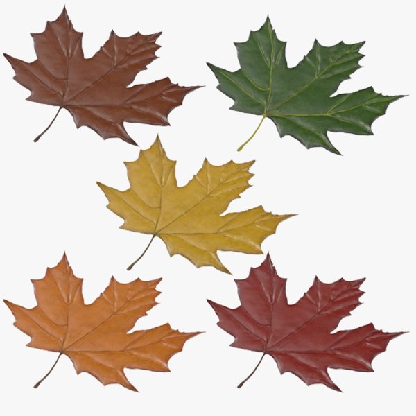Maple Leaves 3D Models for Download | TurboSquid