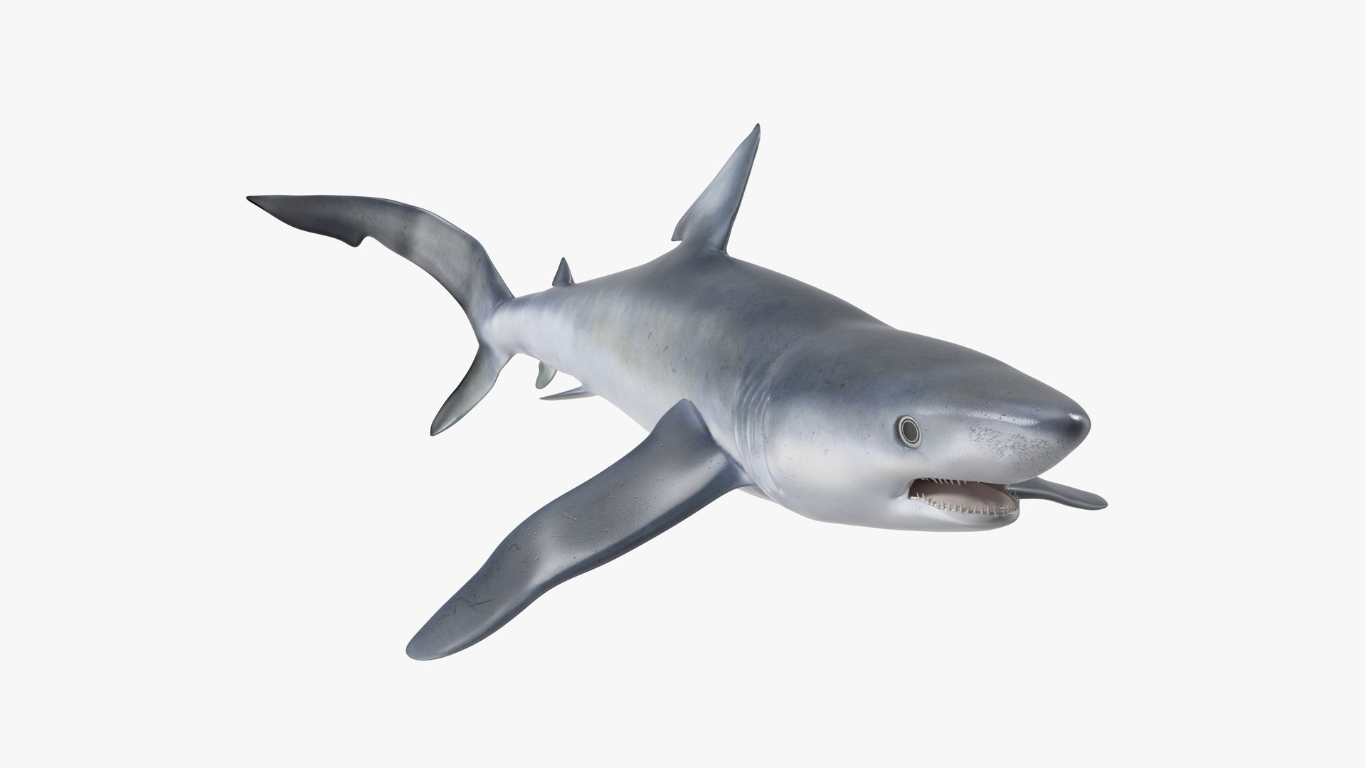 Prionace Glauca Shark Rigged for Cinema 4D 3D model preview