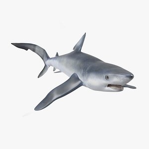 Prionace Glauca Shark Rigged for Cinema 4D
