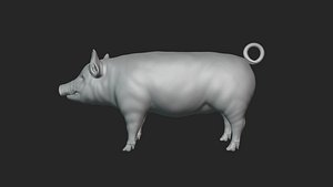 Pig model