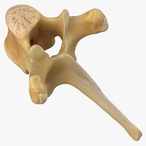 Kangaroo Red Necked Wallaby Thoracic Vertebrae TH5