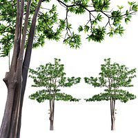 Alstonia scholaris - Milkwood 02