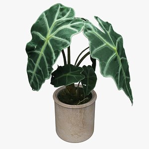 Plant 08 Deco