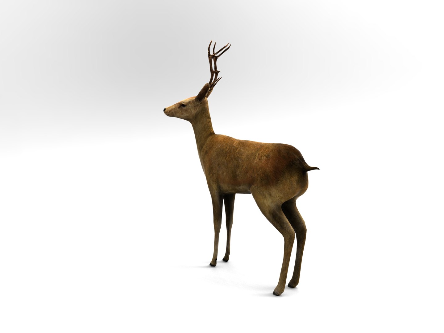 3d deer rigged model https://p.turbosquid.com/ts-thumb/9Y/SWpSoF/9udHVp2o/deer_rigged.382/jpg/1457418826/1920x1080/fit_q87/268ea509105cfeed8886f5ed879b42c18e5f7da0/deer_rigged.382.jpg
