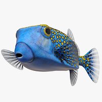 Ostracion Meleagris Fish Blue Rigged
