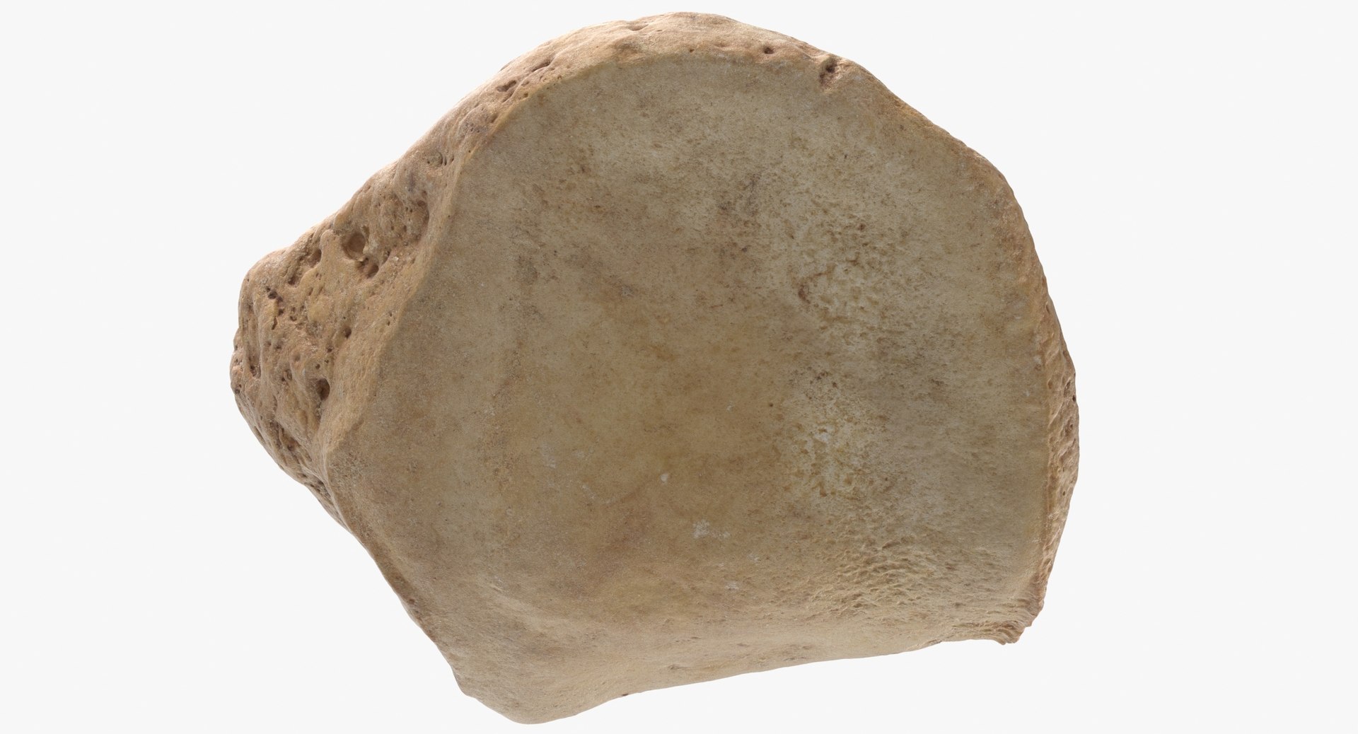 3D Human Patella Bone Kneecap - TurboSquid 1535239