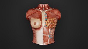 Human Anatomy-Genital System-Postpartum Breast 3D model