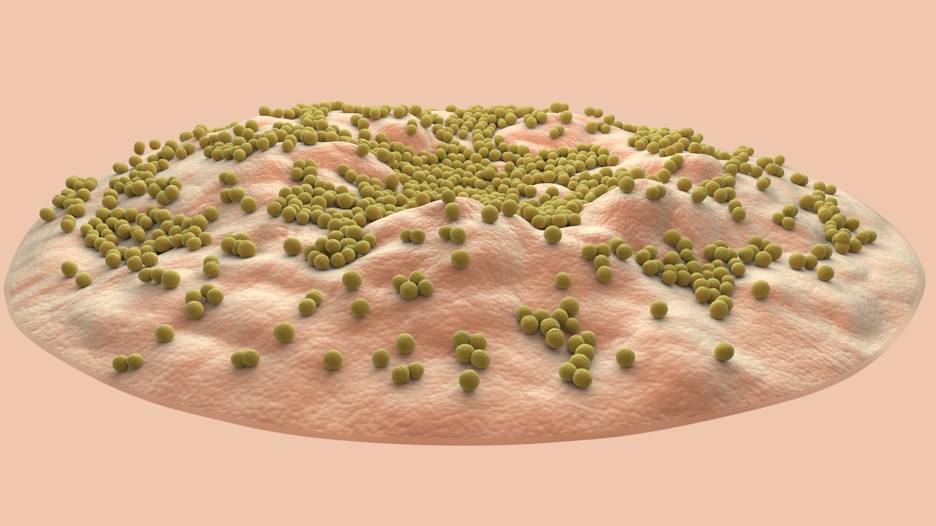 3D Coccus model - TurboSquid 2172472