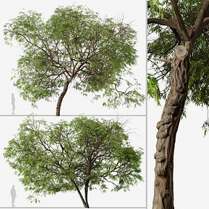 3D model Set of Brazilian Pepper or Schinus terebinthifolia Tree