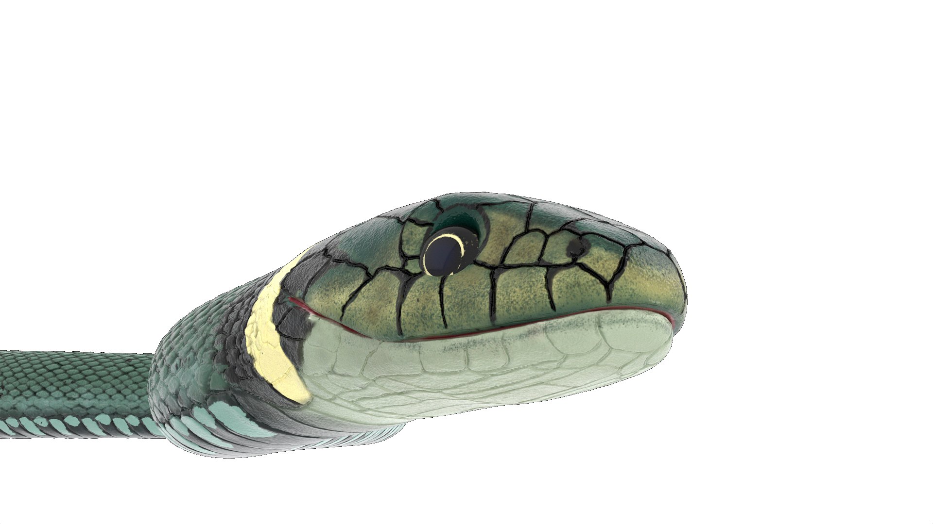 3D Grass Snake Green Rigged for Maya https://p.turbosquid.com/ts-thumb/9Z/0FEVKH/U7/grasssnakegreenriggedformayamb3dmodel011/jpg/1720400862/1920x1080/fit_q87/79e7bc27051a57d3d93869ba3ac754541cd210d1/grasssnakegreenriggedformayamb3dmodel011.jpg