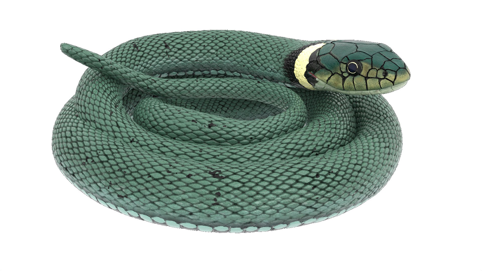 3D Grass Snake Green Rigged for Maya https://p.turbosquid.com/ts-thumb/9Z/0FEVKH/Wv/grasssnakegreenriggedformayamb3dmodel015/jpg/1720400880/1920x1080/fit_q87/0ee7c5075e36d74a02d4ceb9c9dba05fcbe38080/grasssnakegreenriggedformayamb3dmodel015.jpg