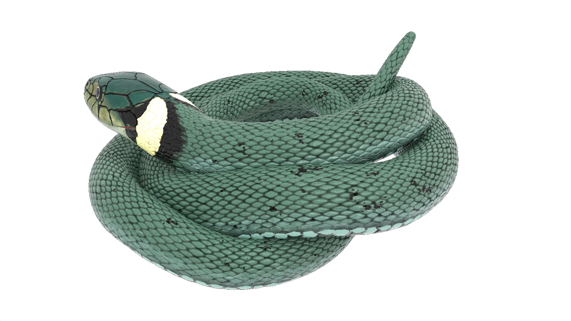 3D Grass Snake Green Rigged for Maya https://p.turbosquid.com/ts-thumb/9Z/0FEVKH/Xr/grasssnakegreenriggedformayamb3dmodel016/jpg/1720400884/1920x1080/fit_q87/75b47971ad3e82c3cceb0e736de68c7fd826937c/grasssnakegreenriggedformayamb3dmodel016.jpg