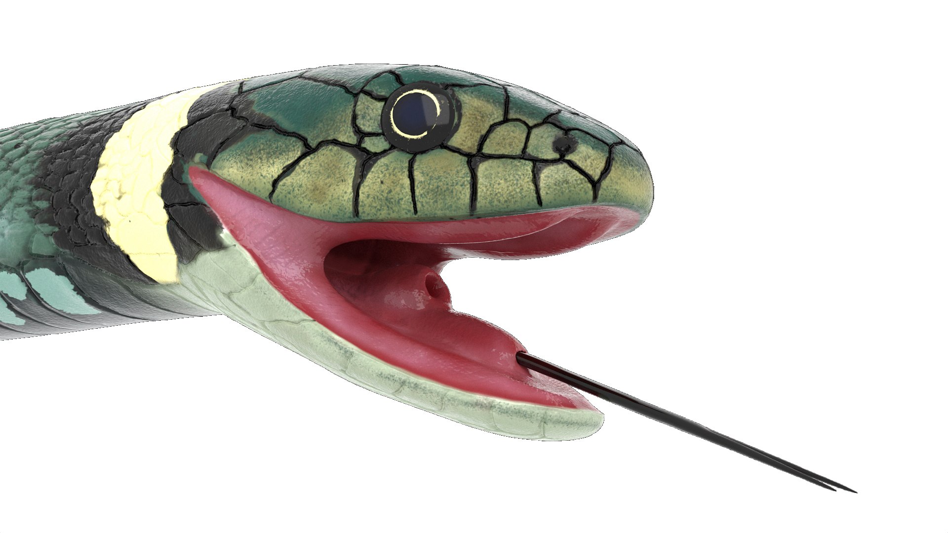 3D Grass Snake Green Rigged for Maya https://p.turbosquid.com/ts-thumb/9Z/0FEVKH/YN/grasssnakegreenriggedformayamb3dmodel012/jpg/1720400867/1920x1080/fit_q87/ed9636f6010c42c5150b57e9f8f4b279cf77d696/grasssnakegreenriggedformayamb3dmodel012.jpg
