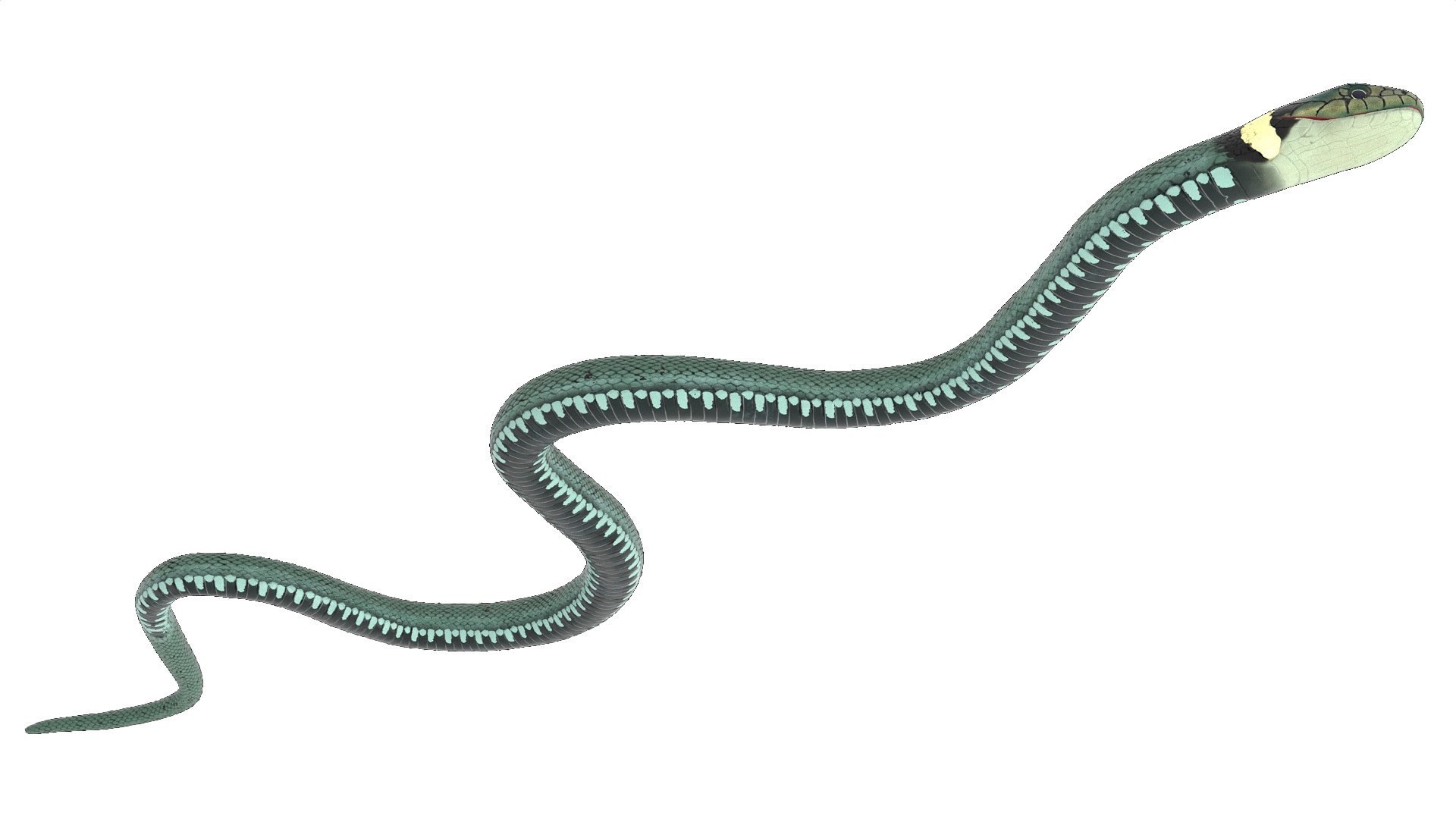 3D Grass Snake Green Rigged for Maya https://p.turbosquid.com/ts-thumb/9Z/0FEVKH/ez/grasssnakegreenriggedformayamb3dmodel014/jpg/1720400876/1920x1080/fit_q87/6ece64f487c723e10b7de10601b60c53d1566cf0/grasssnakegreenriggedformayamb3dmodel014.jpg