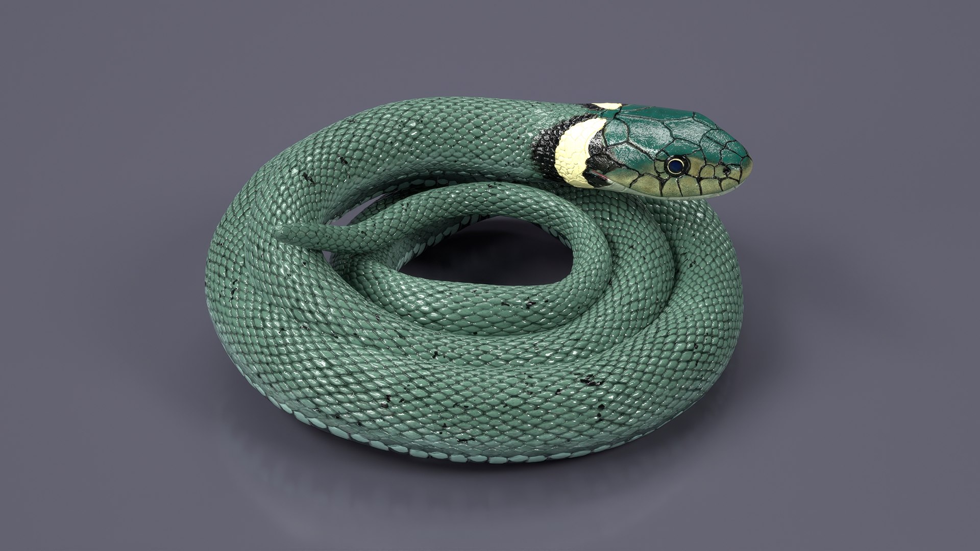 3D Grass Snake Green Rigged for Maya https://p.turbosquid.com/ts-thumb/9Z/0FEVKH/nx/grasssnakegreenriggedformayamb3dmodel007/jpg/1720400847/1920x1080/fit_q87/b1fb0641cfa3503e7970fce005758189504ab504/grasssnakegreenriggedformayamb3dmodel007.jpg