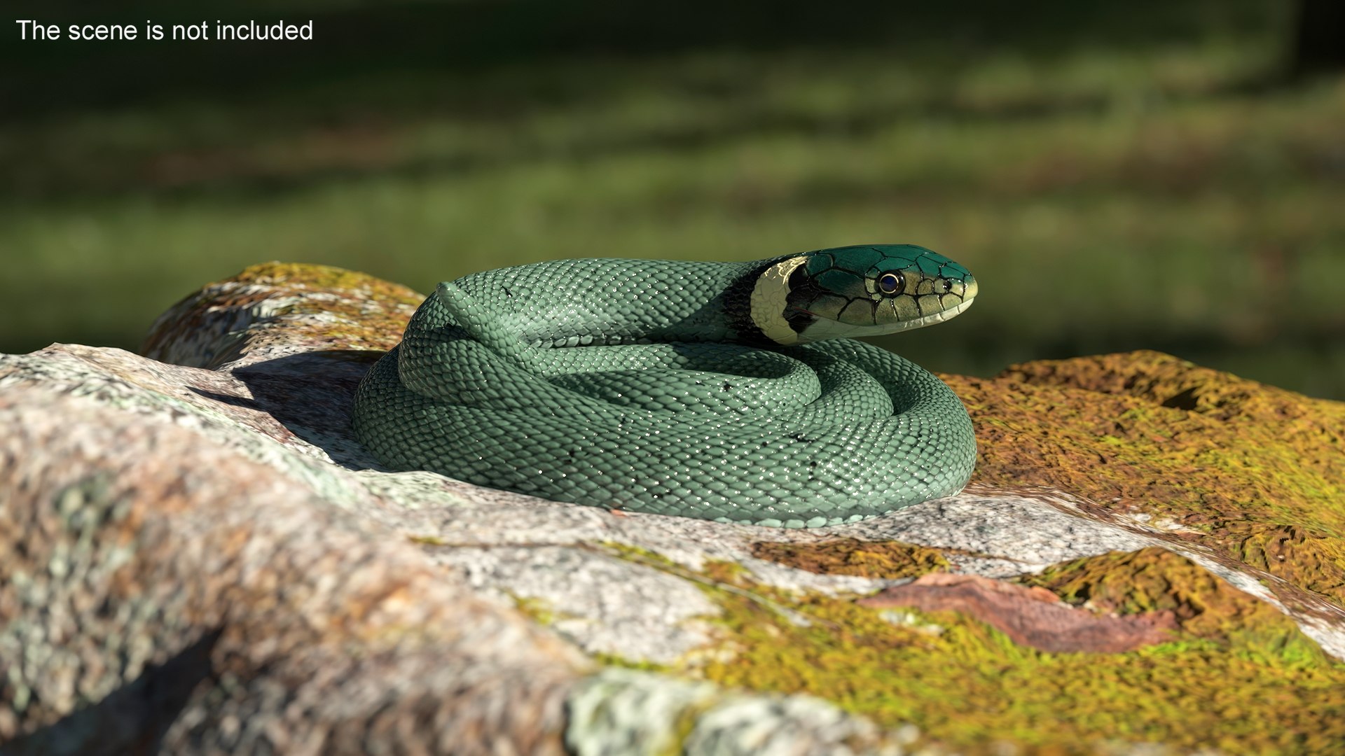 3D Grass Snake Green Rigged for Maya https://p.turbosquid.com/ts-thumb/9Z/0FEVKH/vy/grasssnakegreenriggedformayamb3dmodel003/jpg/1720400828/1920x1080/fit_q87/d74adff80f84fc12756937d6da33a3b0b9489947/grasssnakegreenriggedformayamb3dmodel003.jpg