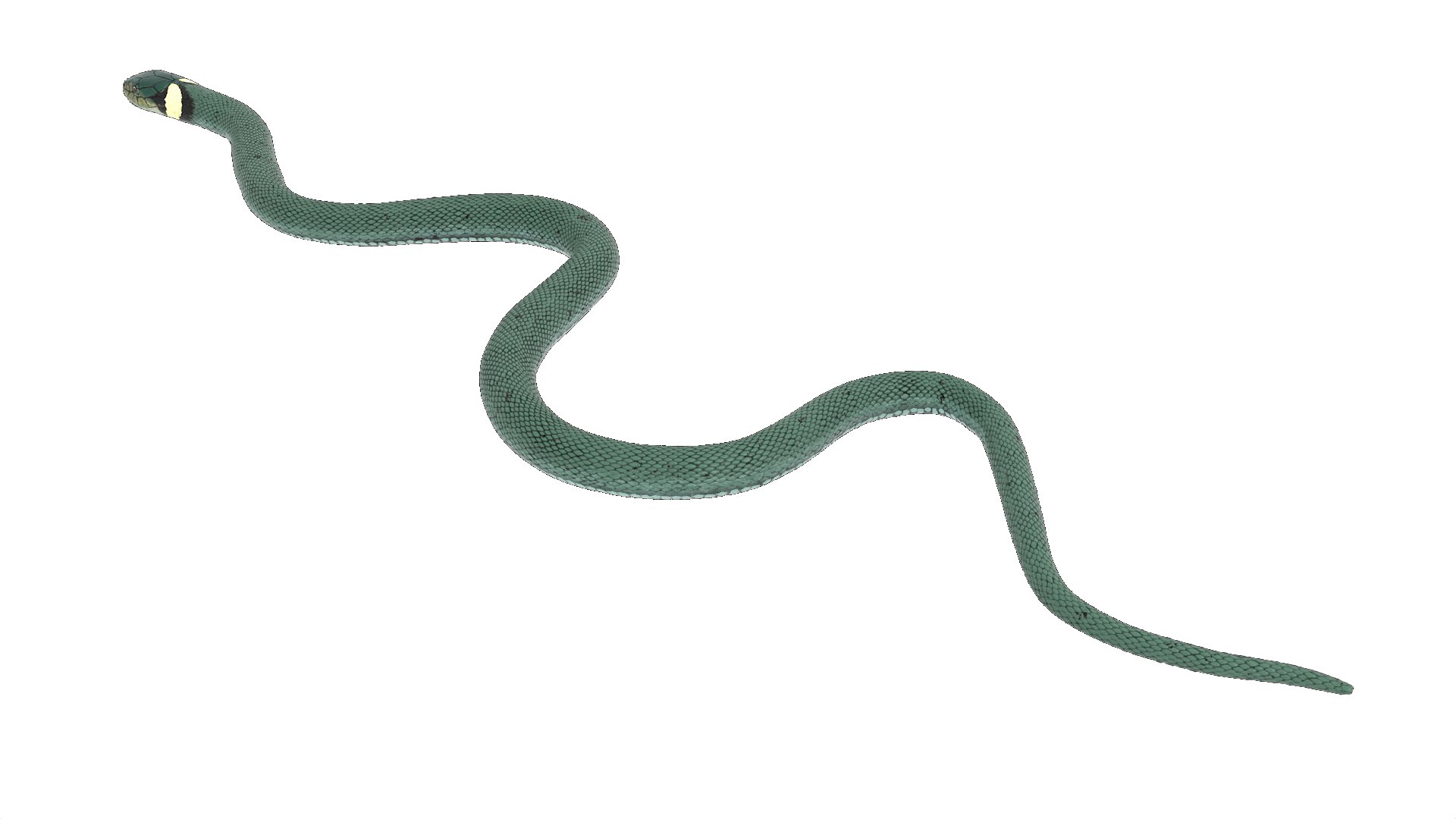 3D Grass Snake Green Rigged for Maya https://p.turbosquid.com/ts-thumb/9Z/0FEVKH/xX/grasssnakegreenriggedformayamb3dmodel010/jpg/1720400859/1920x1080/fit_q87/1a3e7a997f8a1bef5a37e0bdf50a4ad34a5df283/grasssnakegreenriggedformayamb3dmodel010.jpg