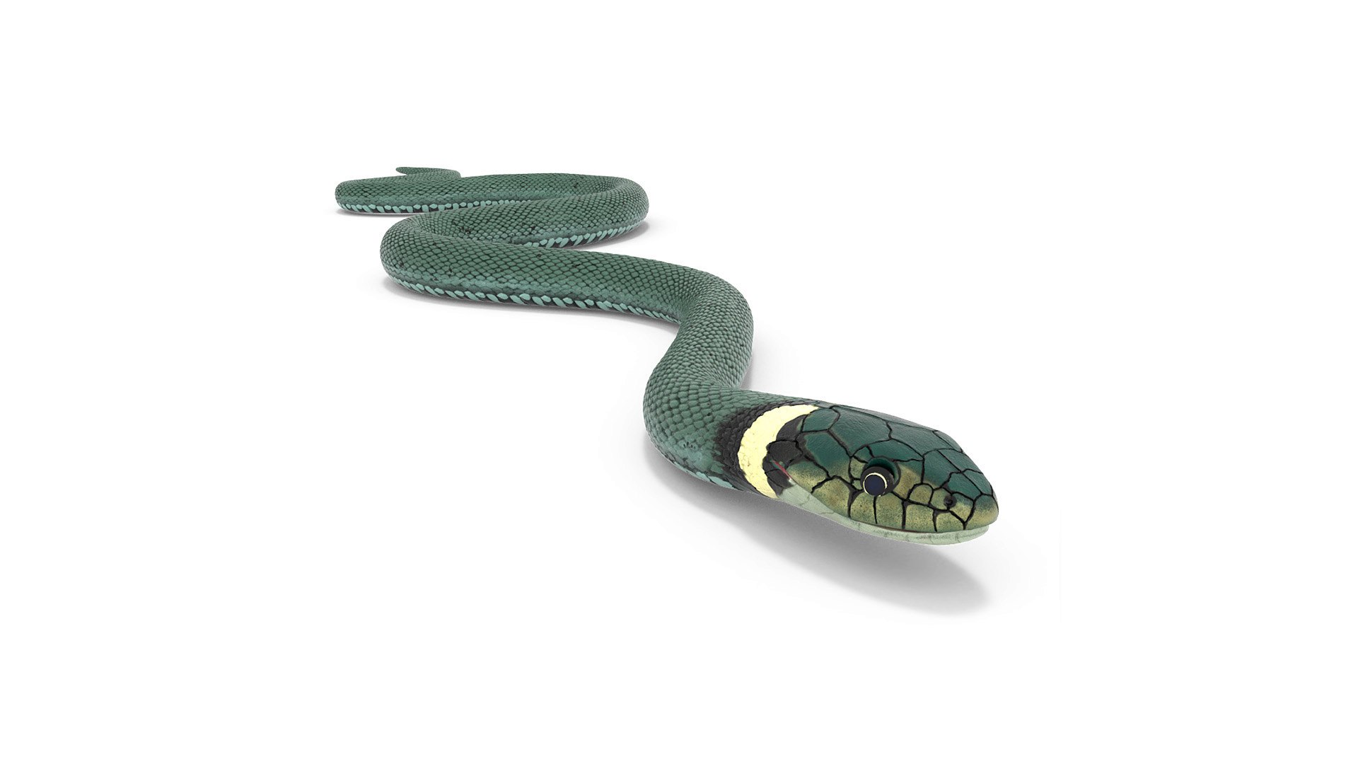 Grass Snake Green Rigged for Maya 3D model preview
