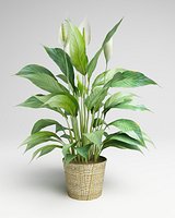 Spathiphyllum, Spath, peace lilies