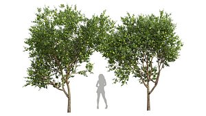 New Plant High detail Citrus Sinensis Orange Arancio Green 3D model