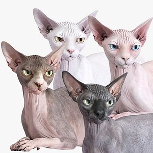 3D Sphynx Cat Rigged Collection
