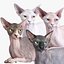 Sphynx Cat Rigged Collection