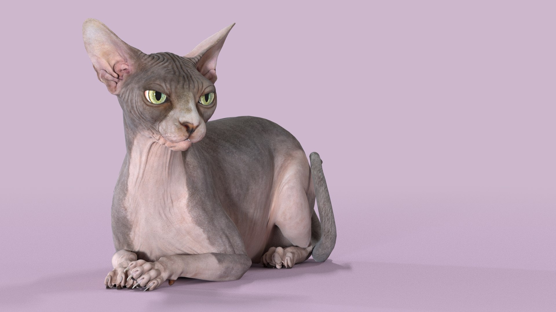 3D Sphynx Cat Rigged Collection https://p.turbosquid.com/ts-thumb/9Z/A476kB/f1/sphynx_cat_2019_bicolor_rigged_05/jpg/1629716786/1920x1080/fit_q87/8f5465c42607943b83b107dba1c07e3fd4934815/sphynx_cat_2019_bicolor_rigged_05.jpg